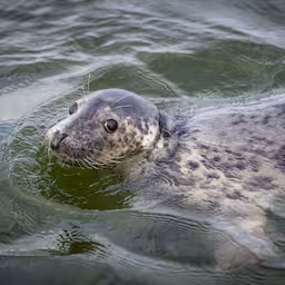 vogelgriep-aangetroffen-bij-dode-zeehond-op-vlieland.jpg