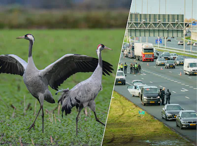 vogelgriep-onder-kraanvogels-voor-het-eerst-in-west-europa-maarssen-06-01-22-op-de-a2-bij-maarssen-i.webp