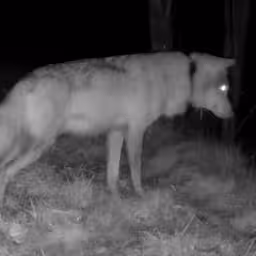 wildcamera-filmt-gezenderde-wolf-bij-nieuwe-roedel-in-utrecht.jpg