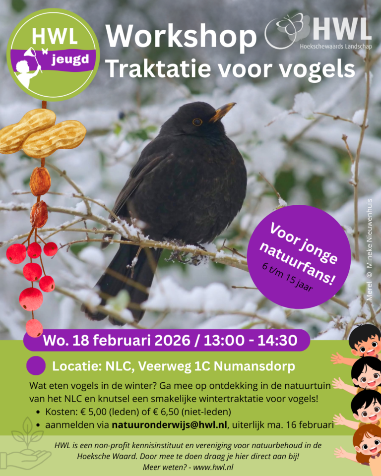 HWL-Workshop-Wintertraktatie-18-feb-2026.png