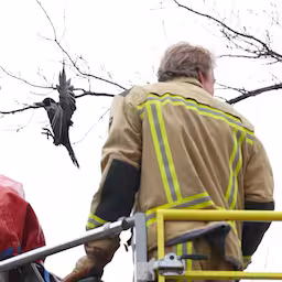 brandweer-redt-bungelende-kraai-uit-boom-in-nieuw-amsterdam.jpg