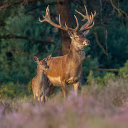 coalitie-wacht-flinke-natuuropgave-zes-keer-grootte-van-de-hoge-veluwe-nodig.jpg