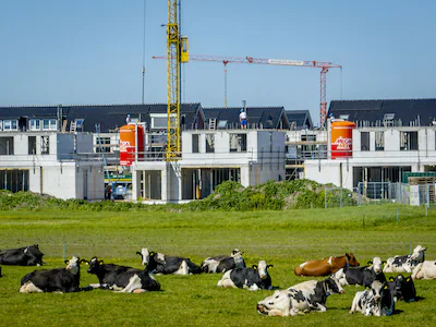 driebruggen-koeien-staan-in-de-wei-met-op-de-achtergrond-nieuwbouwwoningen-in-aanbouw-stikstofruimte.webp