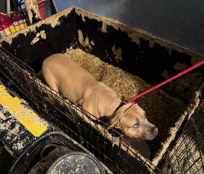 een-van-de-honden-zat-in-een-kist-met-zaagsel-en-urine-waar-hij-niet-meer-uit-durfde.webp