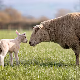 eenzaamste-schaap-van-groot-brittannie-bevallen-van-eerste-lammetjes.jpg