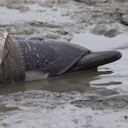 levende-dolfijn-aangespoeld-op-wad-bij-fries-dorp-wierum.jpg