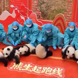 speelse-pandawelpen-maken-televisiedebuut-in-china.jpg